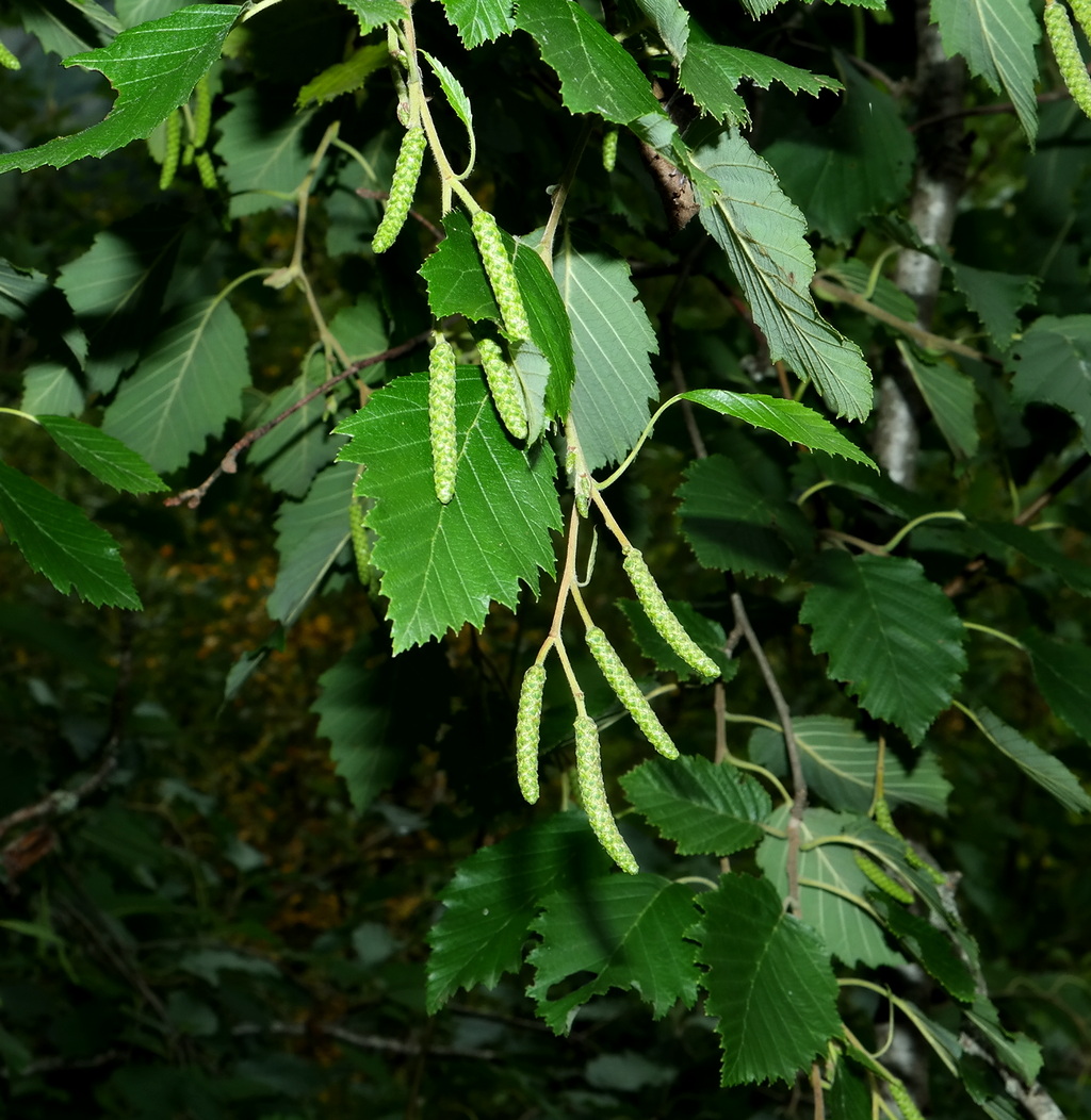 Image of Alnus incana specimen.