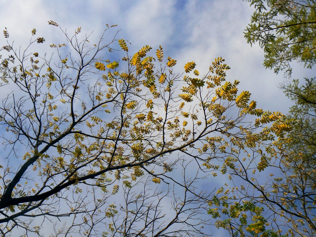 Изображение особи Juglans mandshurica.