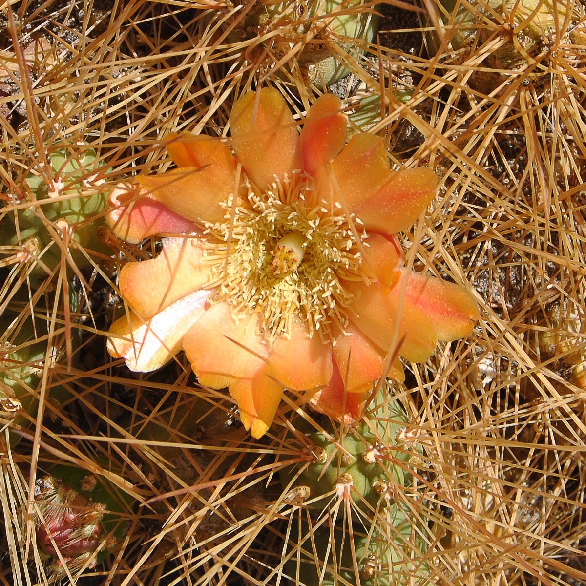 Изображение особи Cumulopuntia boliviana.