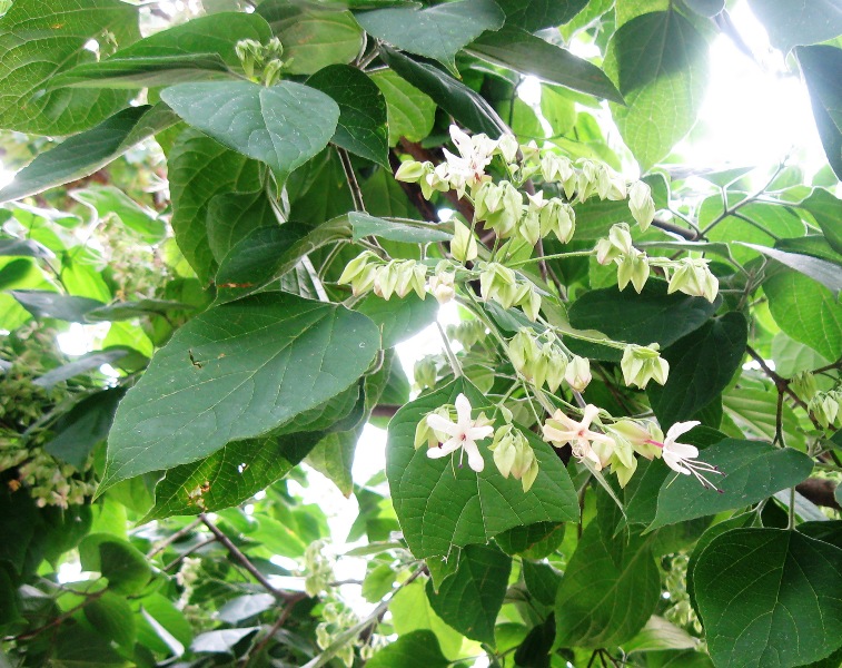 Изображение особи Clerodendrum trichotomum.