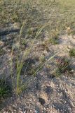 genus Stipa. Цветущее растение. Иркутская обл., Ольхонский р-н, окр. с. Сахюрта, Тутайский залив оз. Байкал, береговой склон, степь. 12.07.2019.