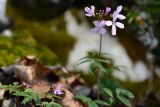 Cardamine quinquefolia. Верхушки побегов с соцветиями произрастающие на замшелых валунах. Краснодарский край, окр. села Ордынка, 140 м н.у.м., лес. 06.01.2020.