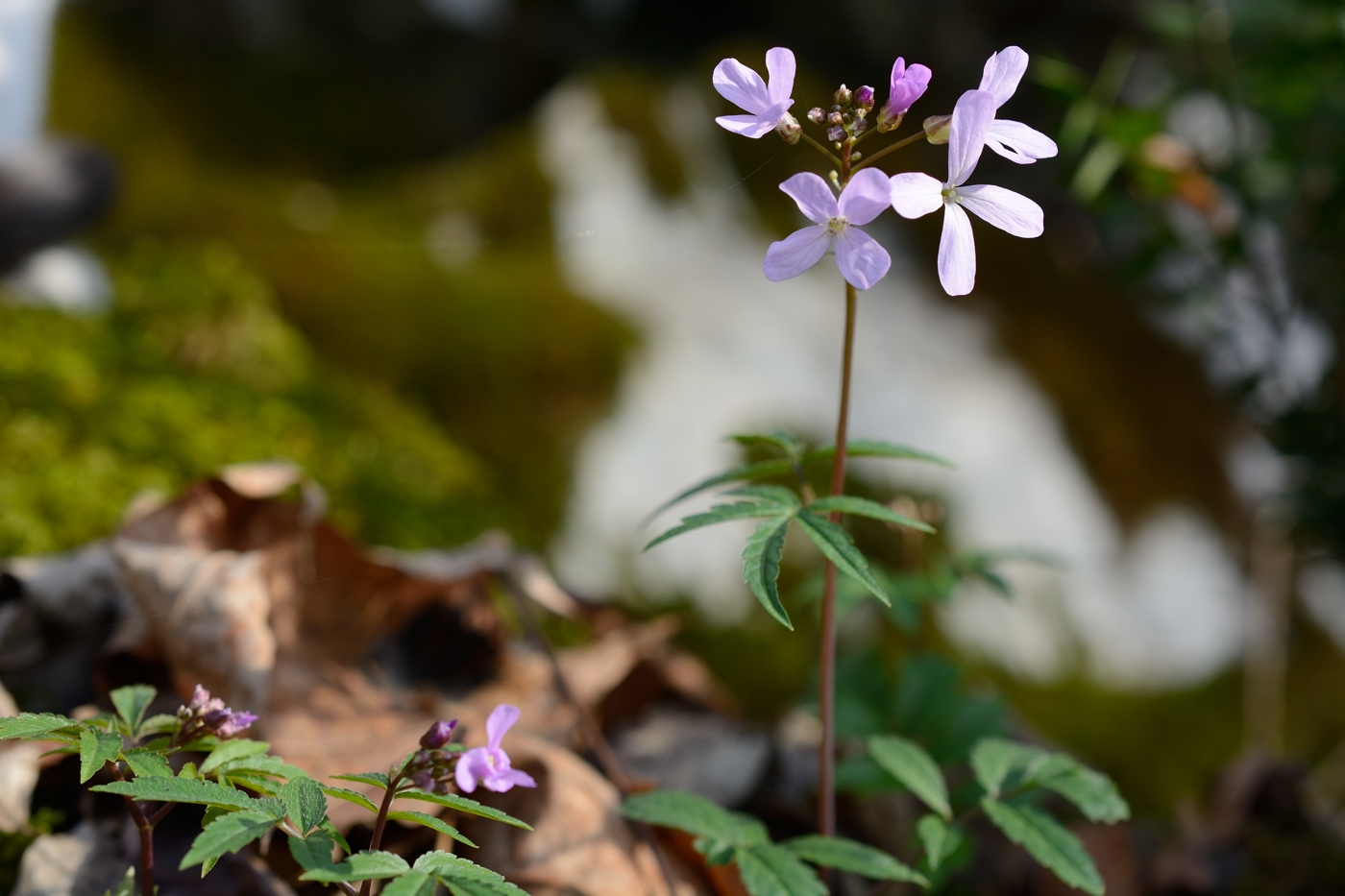 Image of Cardamine quinquefolia specimen.