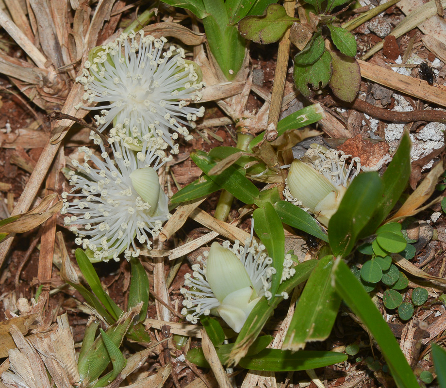 Image of familia Arecaceae specimen.