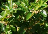 Cotoneaster lucidus