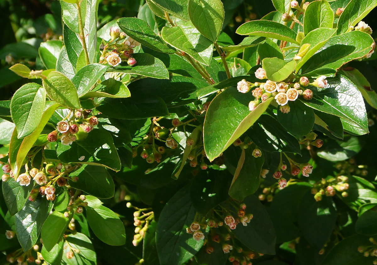 Image of Cotoneaster lucidus specimen.