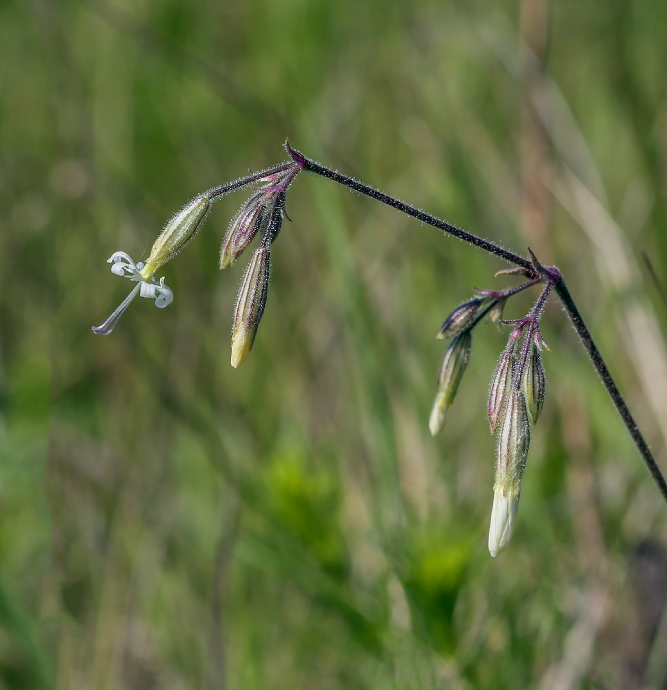 Image of Silene nutans specimen.