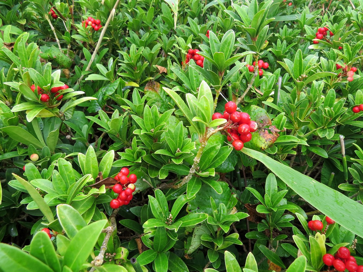 Изображение особи Skimmia repens.