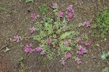 Oxytropis floribunda