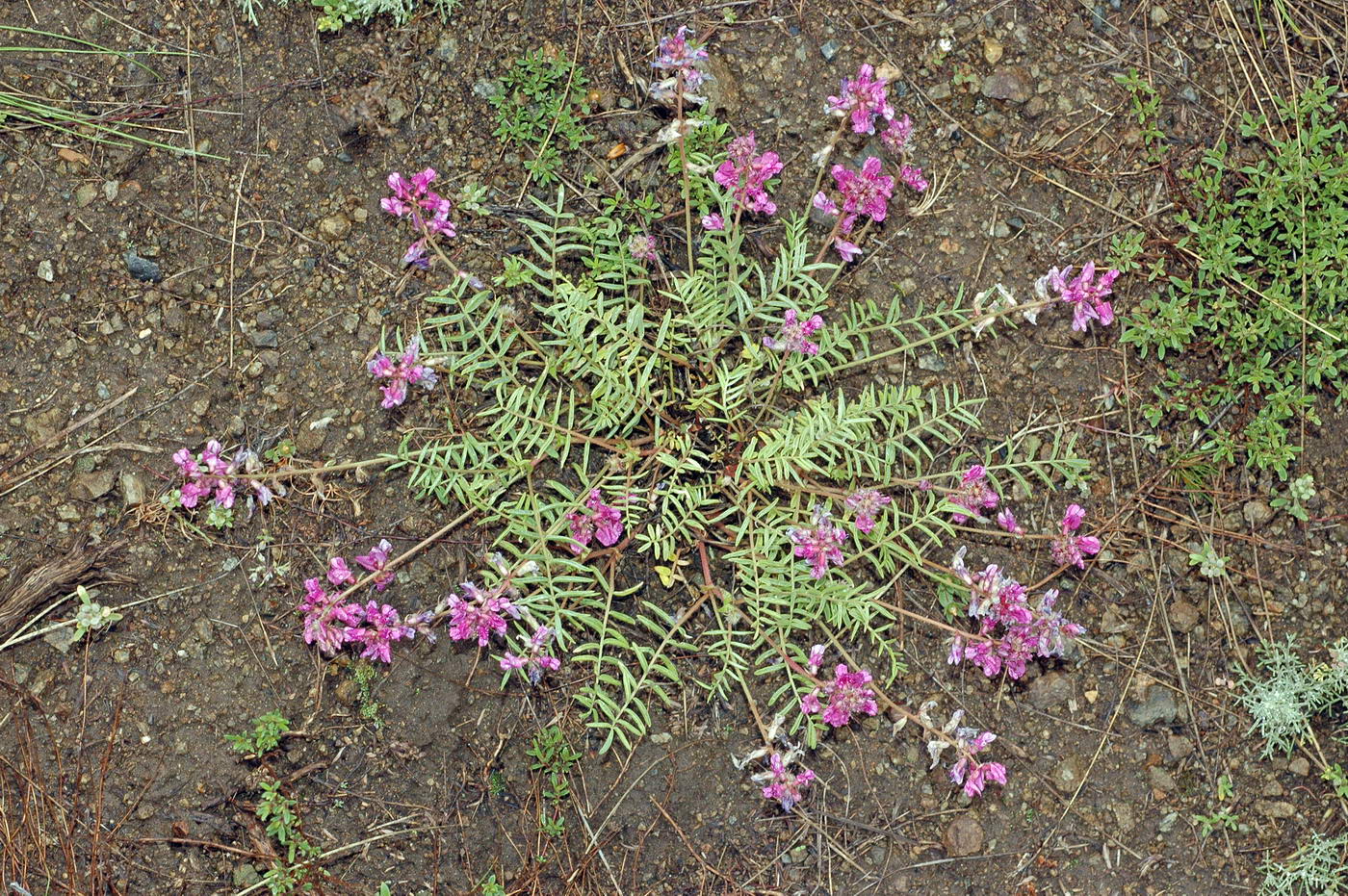 Изображение особи Oxytropis floribunda.