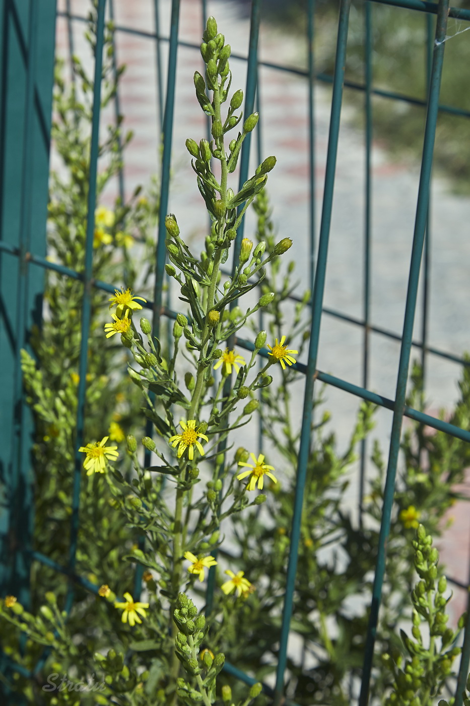 Image of Senecio grandidentatus specimen.