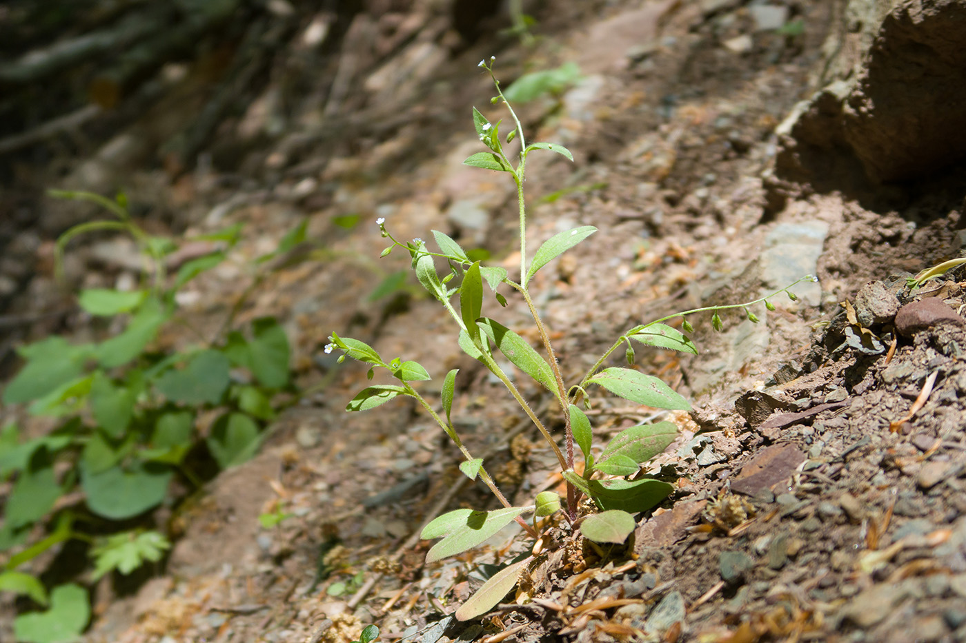 Изображение особи Myosotis sparsiflora.