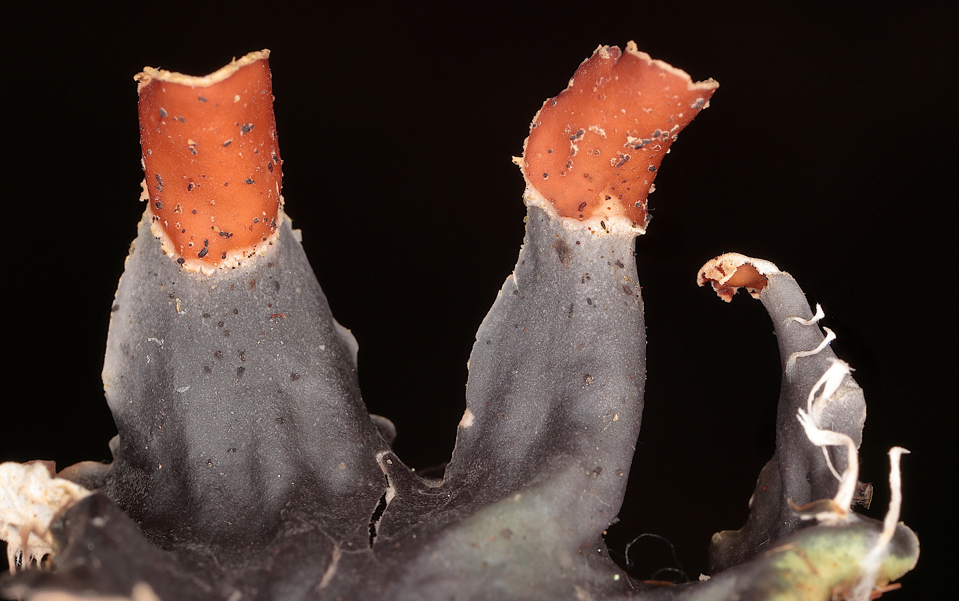 Image of genus Peltigera specimen.