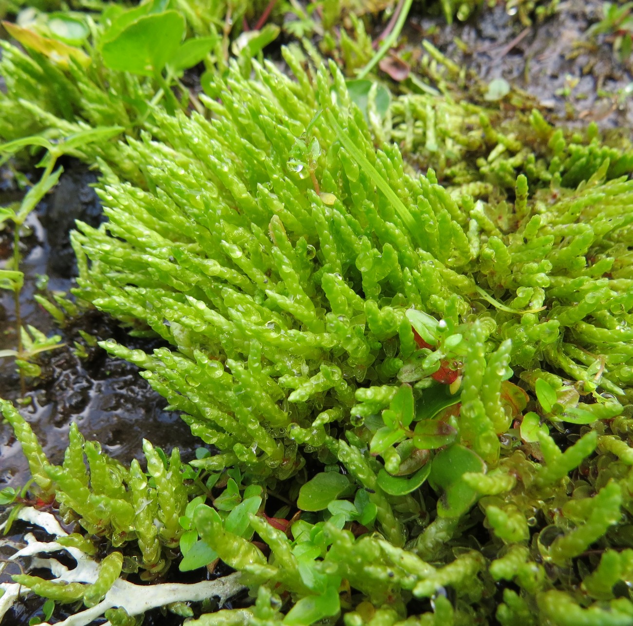 Изображение особи Bryum schleicheri.