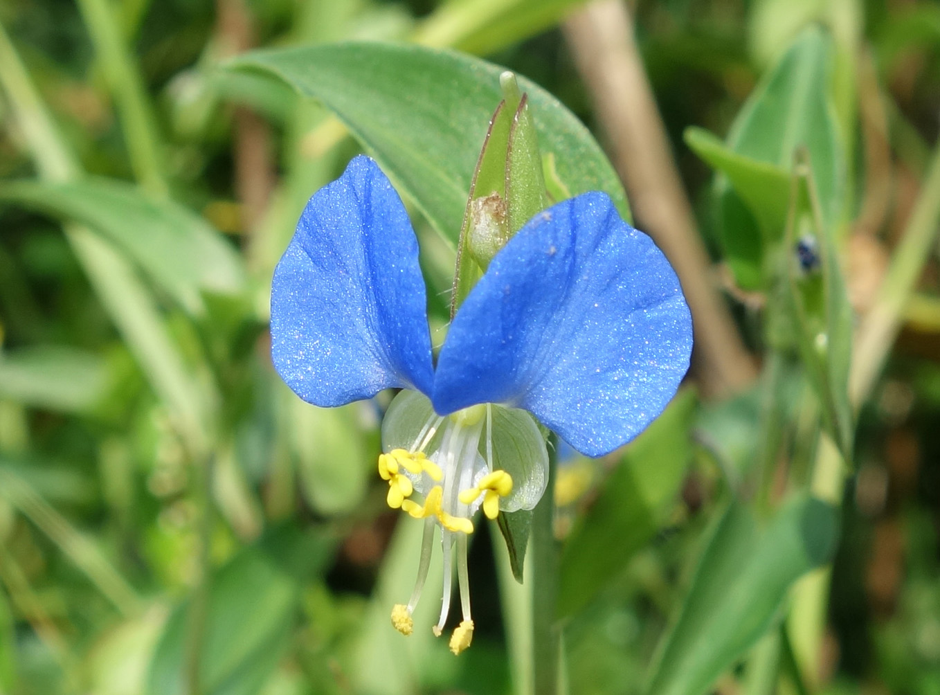 Изображение особи Commelina communis.