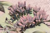Welwitschia mirabilis. Центральная часть растения с мегастробилами. Намибия, регион Erongo, пустыня Намиб, ок. 60 км к востоку от г. Свакопмунд, пустыня Намиб, национальный парк \"Dorob\", выс. 320 м н. у. м. 03.03.2020.