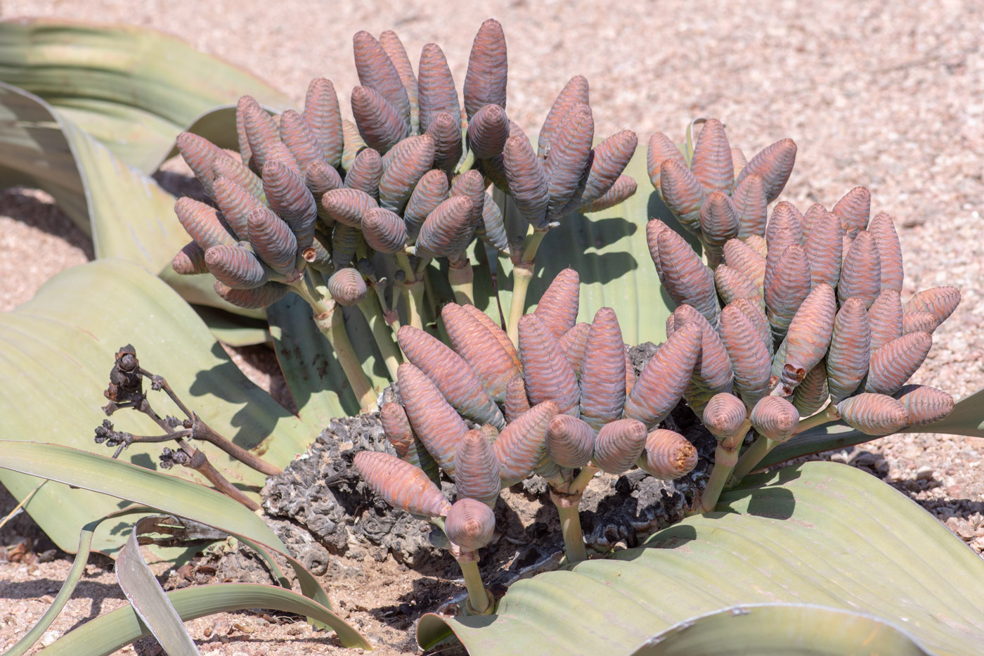 Image of Welwitschia mirabilis specimen.