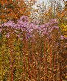 Aster tataricus