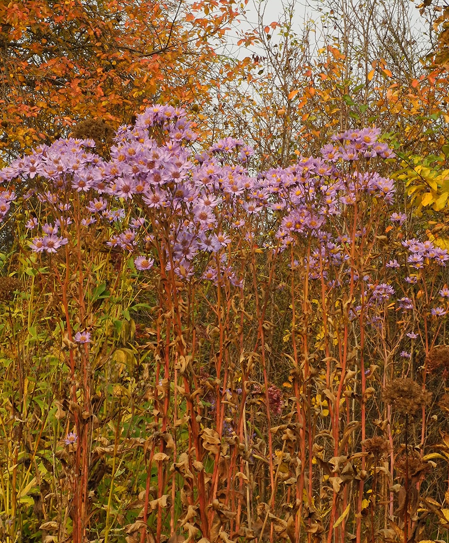 Image of Aster tataricus specimen.