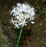 Allium quercetorum