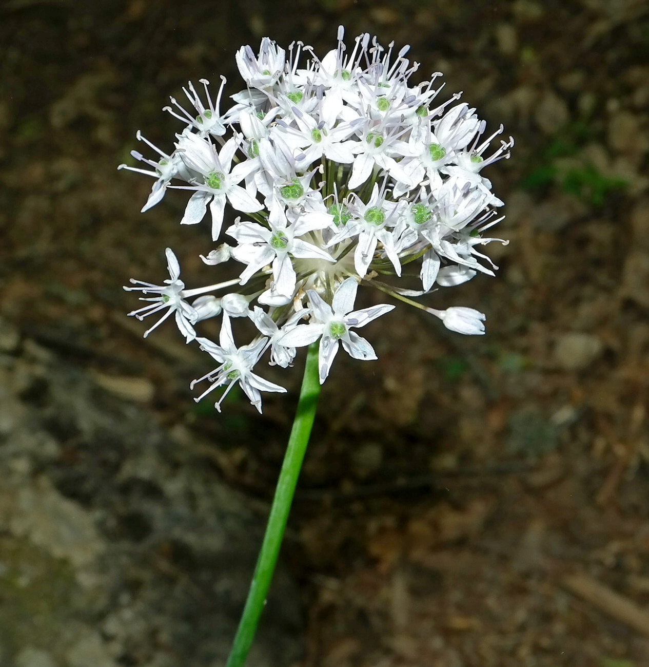 Изображение особи Allium quercetorum.