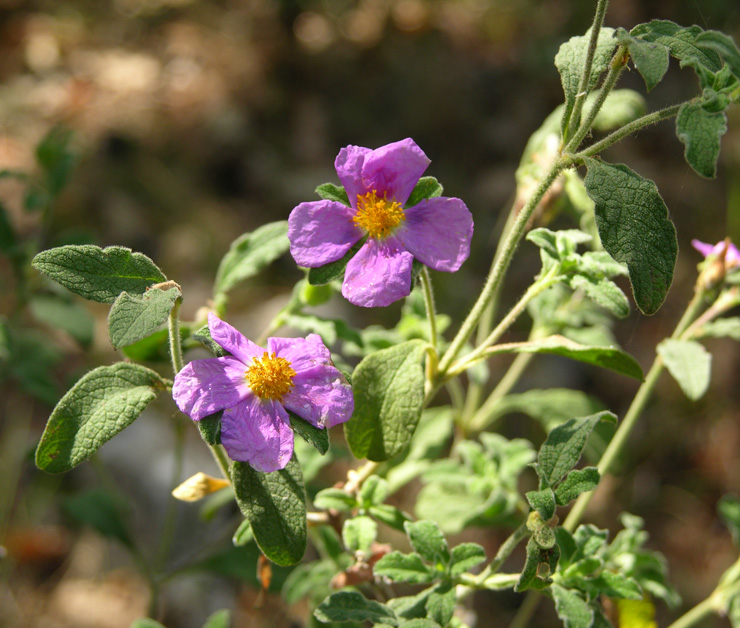 Изображение особи Cistus tauricus.