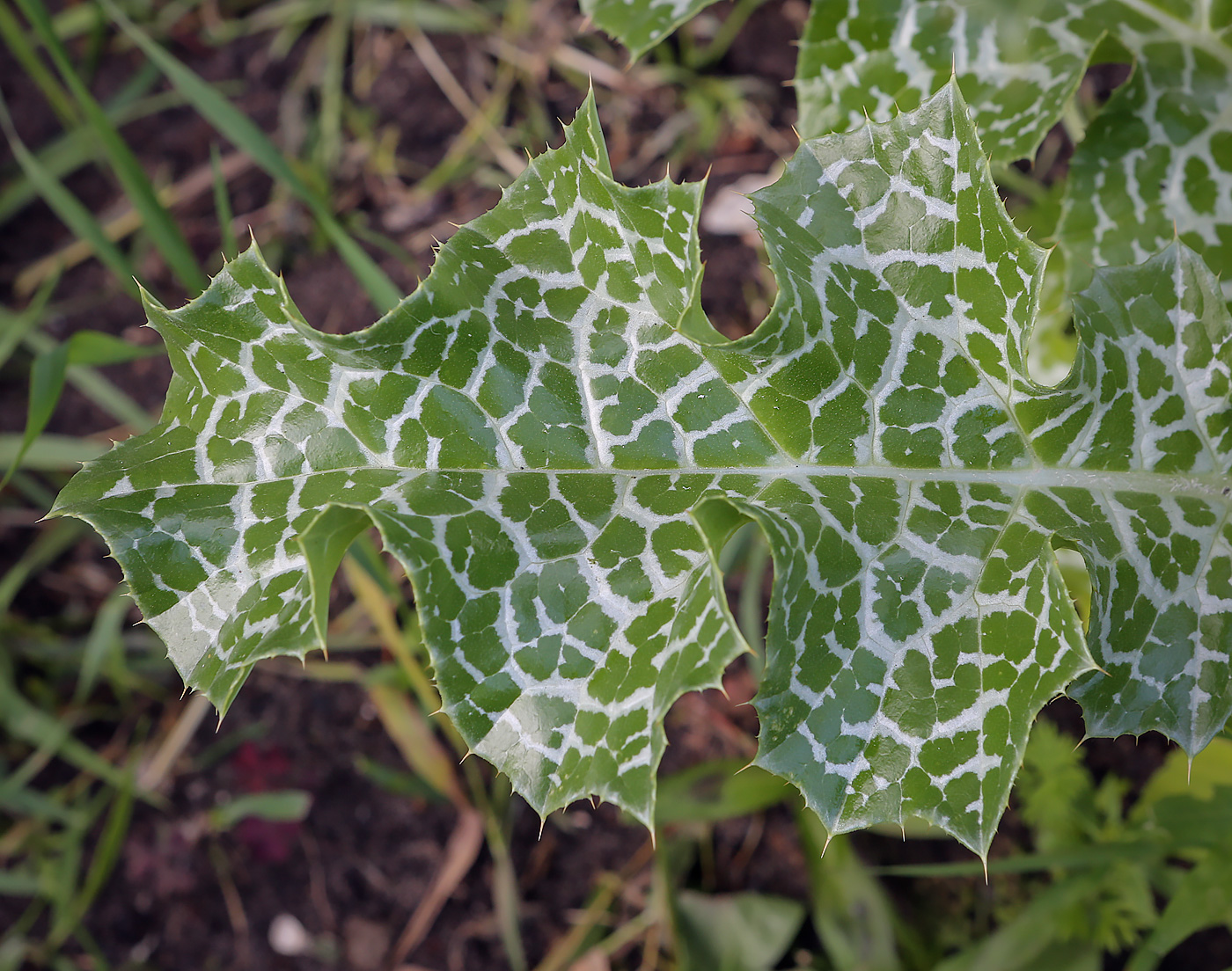 Изображение особи Silybum marianum.