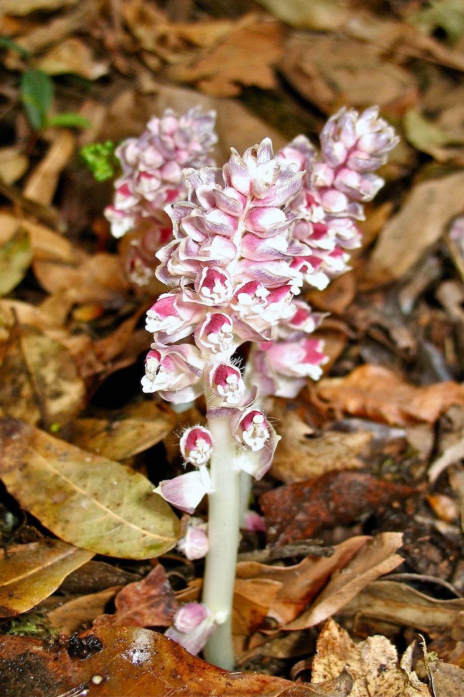 Image of Lathraea squamaria specimen.