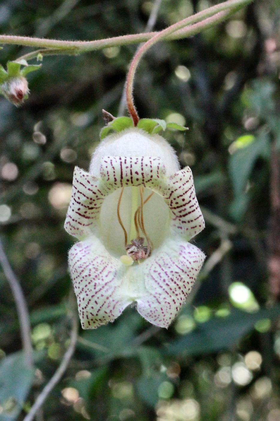 Image of Kohleria tigridia specimen.