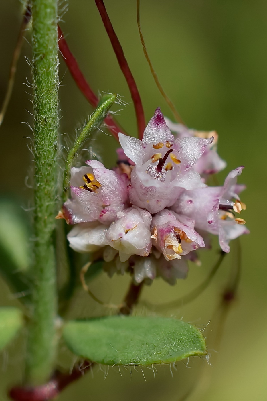 Image of Cuscuta epithymum specimen.