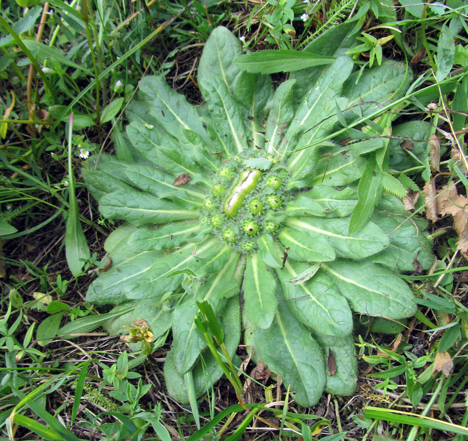 Изображение особи Inula rhizocephala.