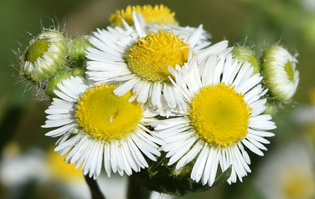 Изображение особи Erigeron annuus.