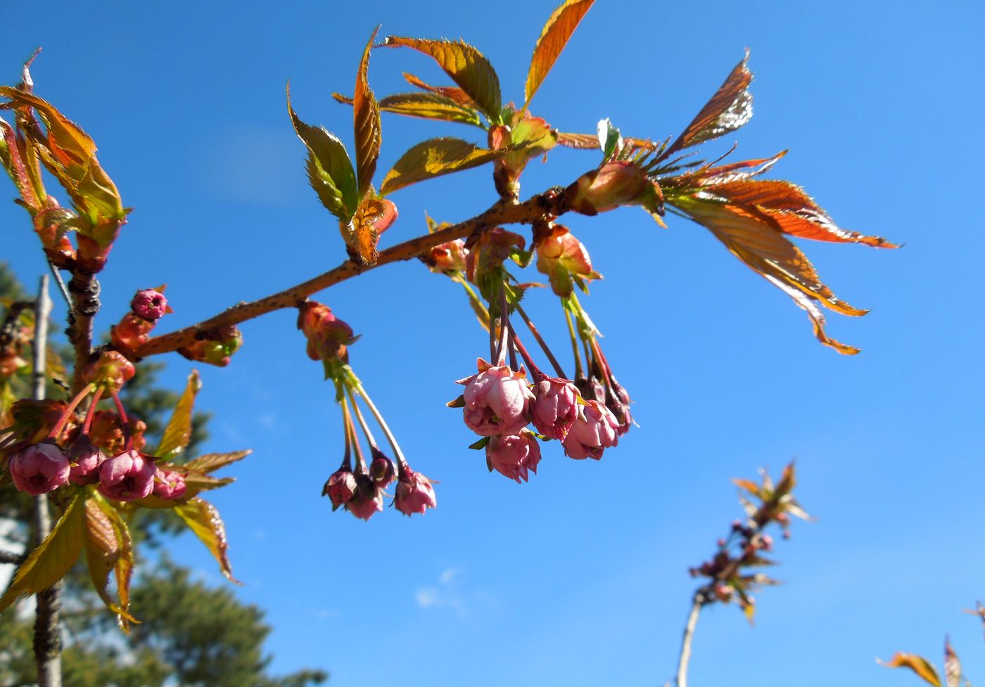 Изображение особи Cerasus sachalinensis.