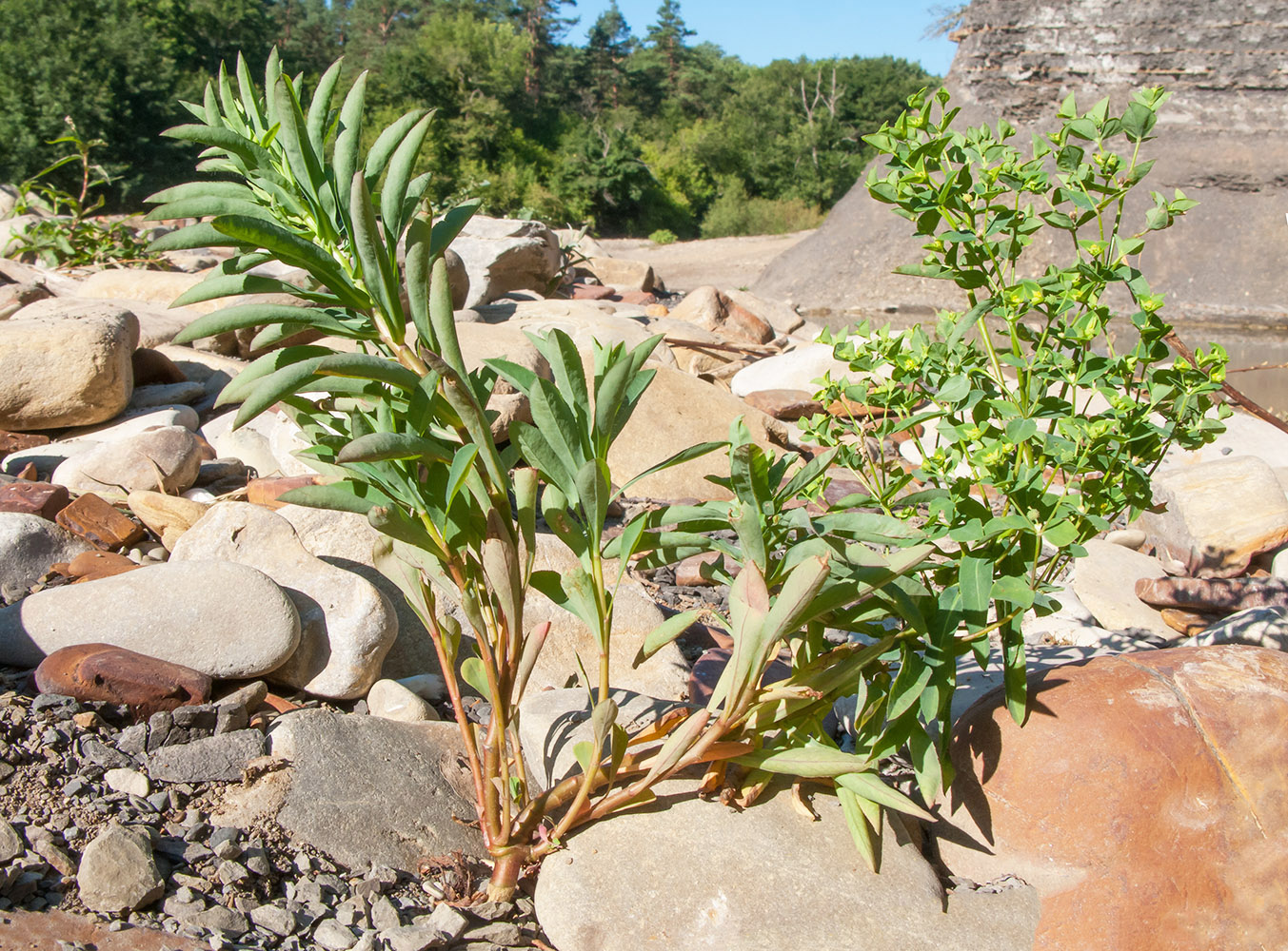 Image of Euphorbia stricta specimen.