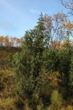 Juniperus niemannii