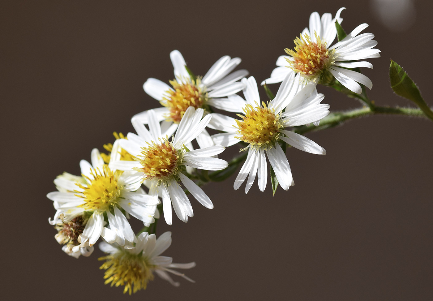 Image of Symphyotrichum pilosum specimen.