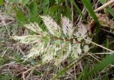 Filipendula ulmaria