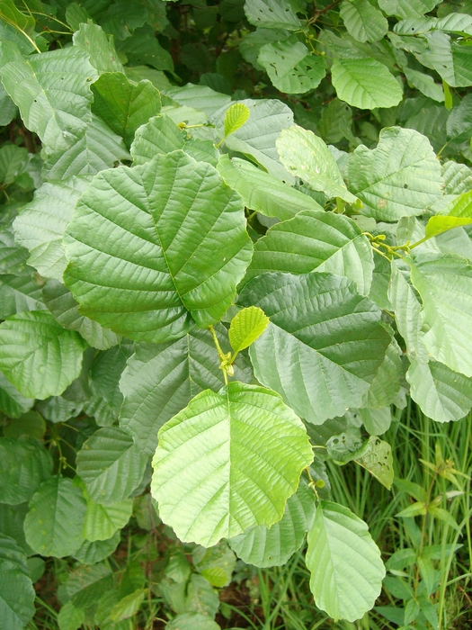 Image of Alnus glutinosa specimen.