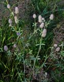 Trifolium arvense