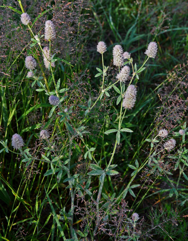 Image of Trifolium arvense specimen.