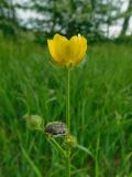 Ranunculus polyanthemos. Верхушка побега с цветком и бутонами, с питающейся Бронзовкой мохнатой (Tropinota hirta). Ростовская обл., Азовский р-н, окр. пос. Солнечный, берег пруда. 12.05.2020.