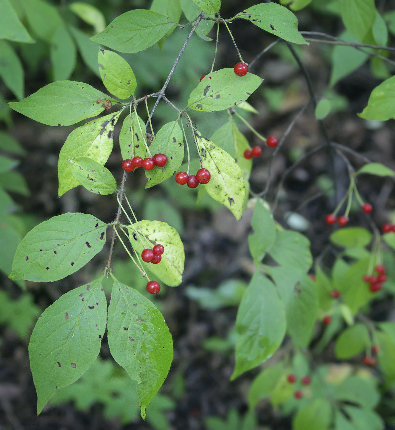 Image of Lonicera chrysantha specimen.