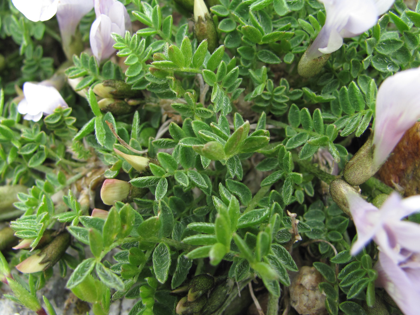 Изображение особи Astragalus levieri.