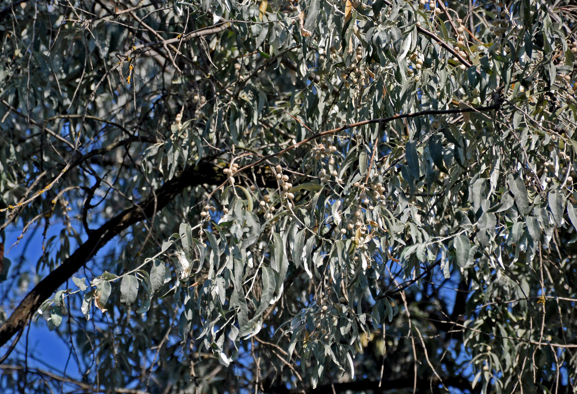 Image of Elaeagnus angustifolia specimen.