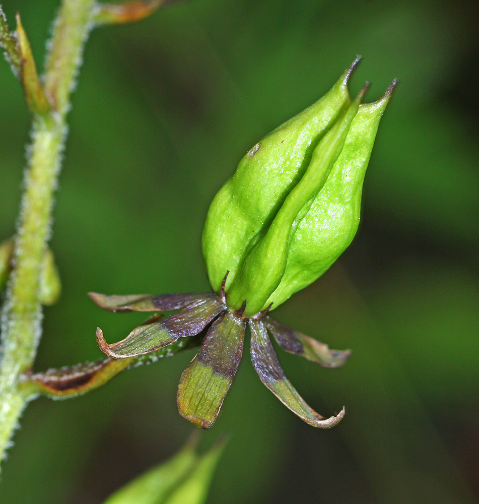 Изображение особи Veratrum maackii.