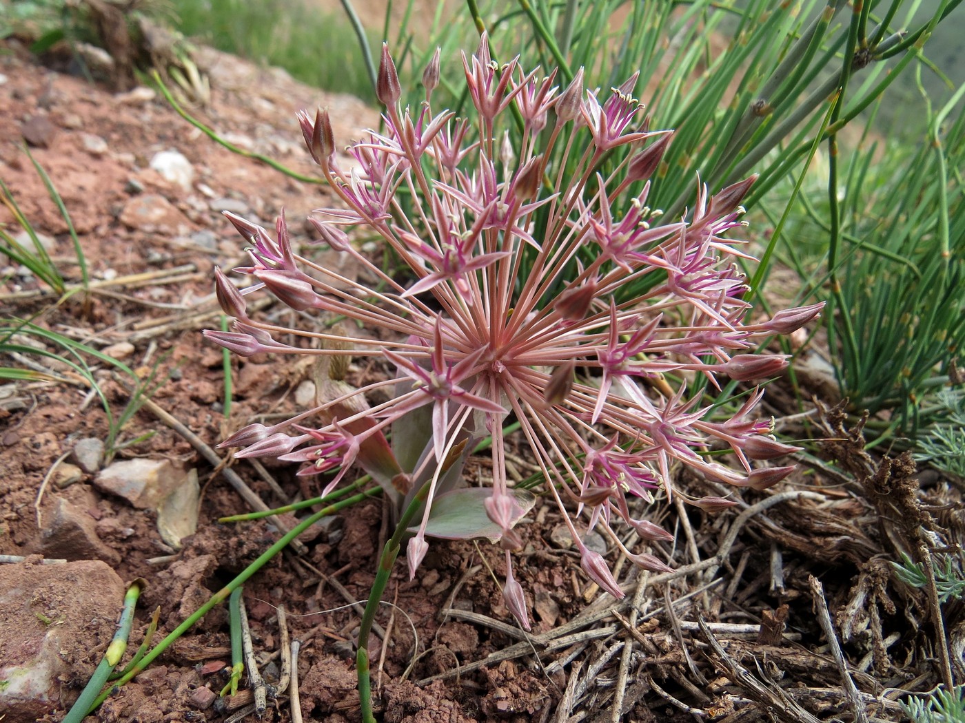 Изображение особи Allium alexeianum.