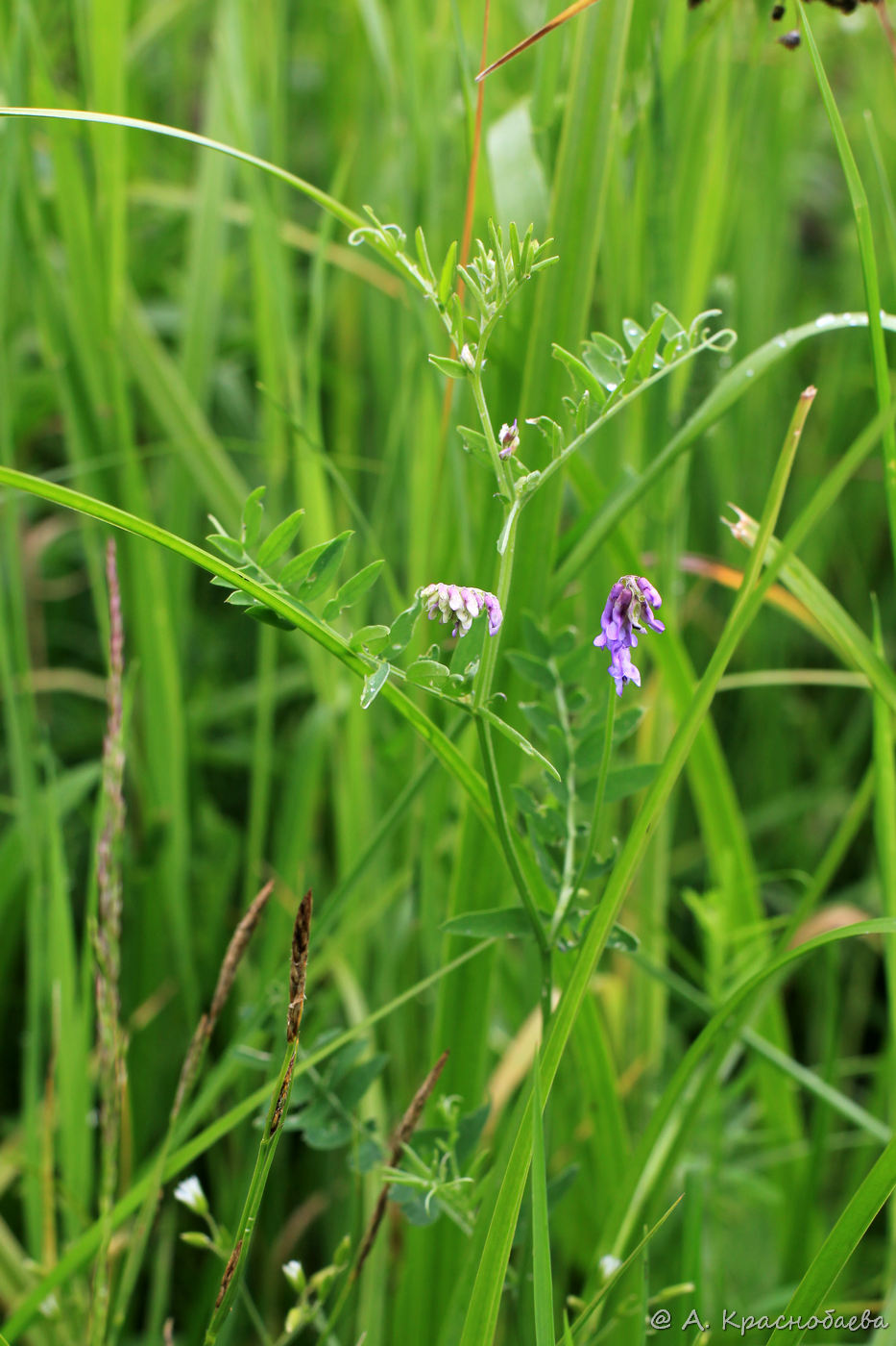 Image of Vicia cracca specimen.