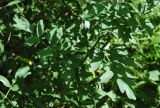 Thalictrum simplex. Часть побега. Республика Алтай, Шебалинский р-н, долина р. Камлак, заросли кустарников с высокотравьем. 28.07.2010.