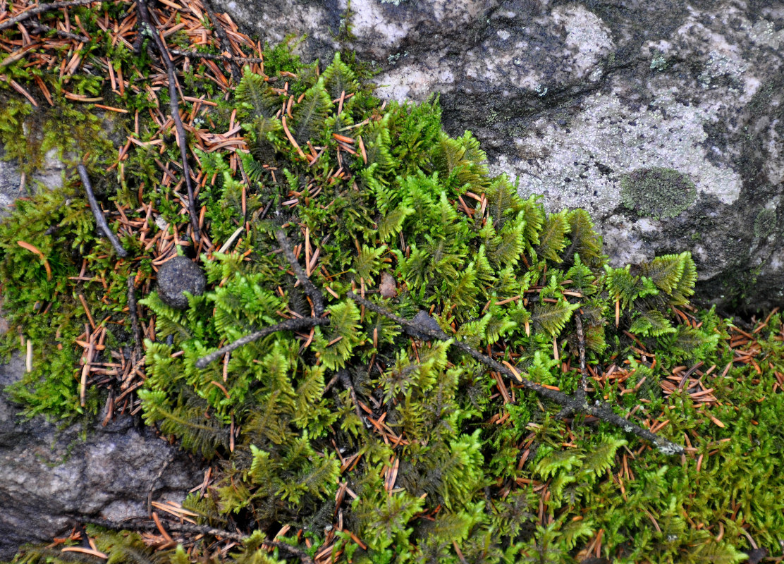 Изображение особи Ptilium crista-castrensis.