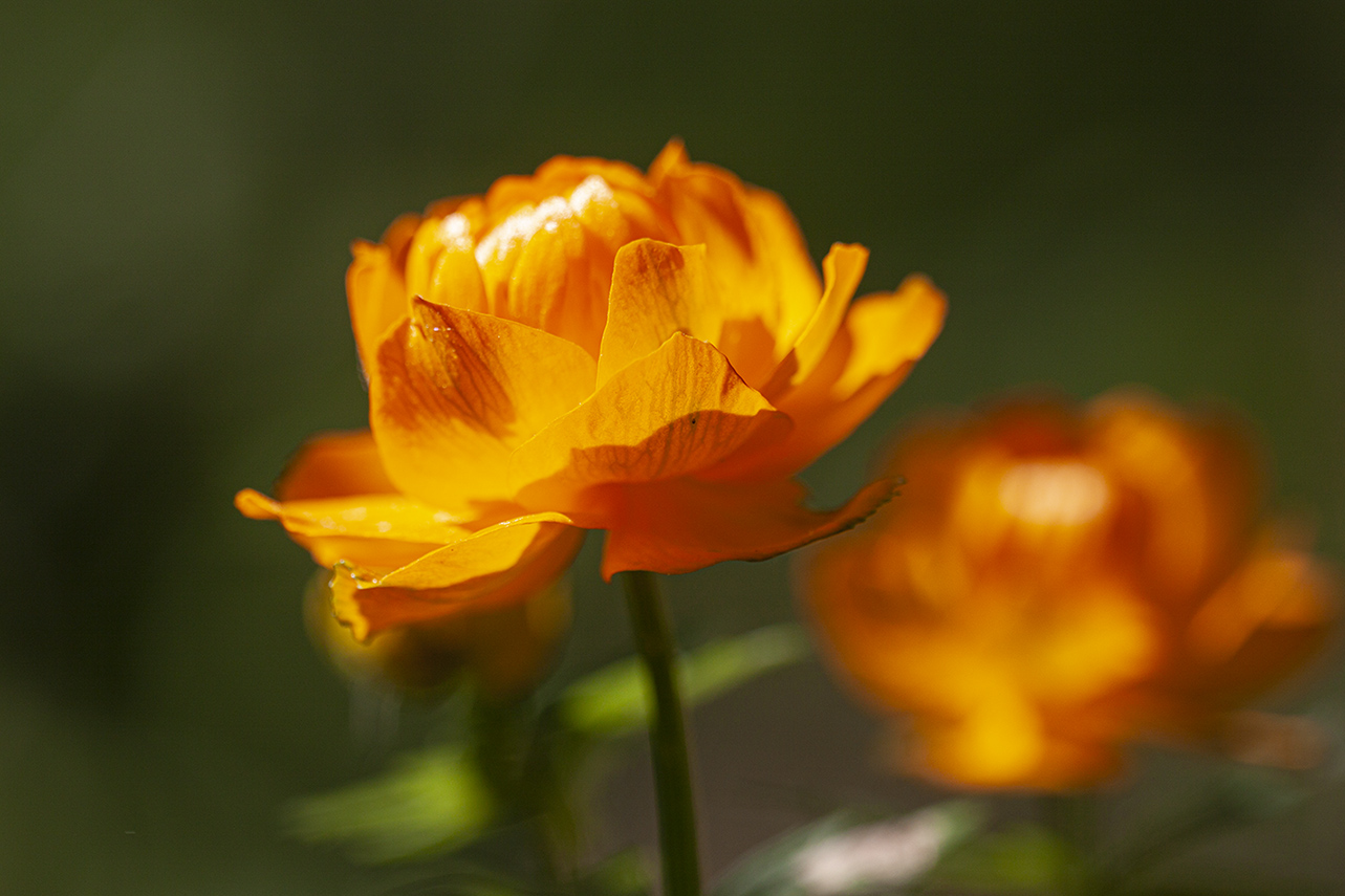Image of genus Trollius specimen.